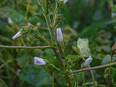 Malva neglecta 104595780.jpg