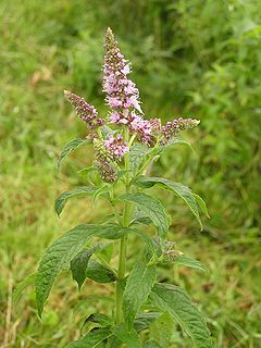 Mentha longifolia