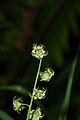 Mitella caulescens