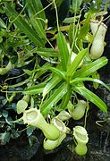 Nepenthes burkei