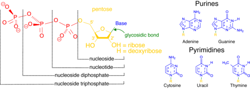 Nucleotides.png