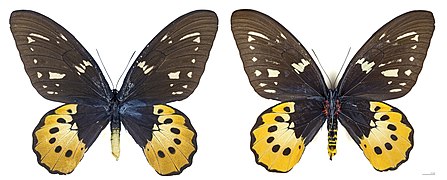 Ornithoptera (Schoenbergia) goliath supremus MHNT CUT Gumi Village, Lower Watut, Morobe Prov Papouasie-Nouvelle-Guinée female.jpg