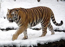 Amūrinis tigras (Panthera tigris altaica)