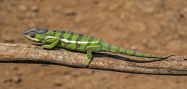 Furcifer pardalis