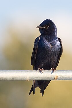 Blå storsvala (P. subis)