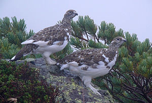 Du rajĉou (Lagopus muta japonica) en autuna plumaro