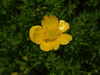 Ranunculus serbicus