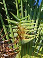 Inflorescence