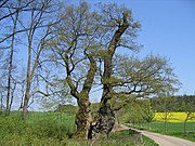 Тисячолітній дуб-велетень в селі Борлінгаус (лат. Borlinghausen) землі Північний Рейн — Вестфалія, Німеччина