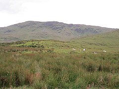 Rough grazing, Bluestack Mountains - geograph.org.uk - 3379382.jpg