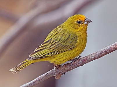 Saffron finch, by Charlesjsharp (edited by Wilfredor)