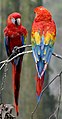 Image 42The scarlet macaw is native to Costa Rica. (from Wildlife of Costa Rica)