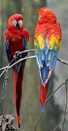 Kanadı kırpılmış Scarlet macaws (Ara macao)