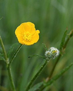 Kodīgā gundega (Ranunculus acris)