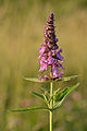 Podčeleď Lamioideae: čistec bahenní (Stachys palustris)