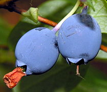 Northern bilberries