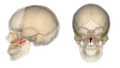 Fig.1 This image is generated by Anatomography web site. Polygon data is same as distributed data set. In this image, inner surfaces of skulls are rendered.