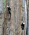 White-headed woodpecker