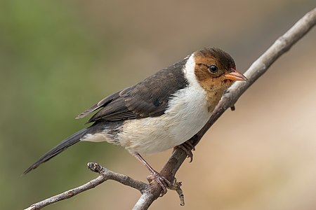 Yellow-billed cardinal, juvenile, by Charlesjsharp