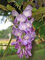 Wisteria china