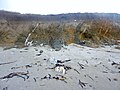 Falaise, formée de roches à fort pendage, à l'ouest de Penhors, montrant une plage de galets suspendue au-dessus de la plate-forme d'abrasion fossilisée.