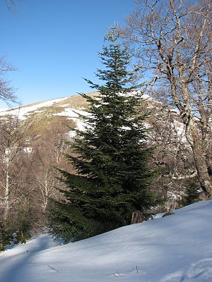 «"O Tannenbaum"» սինգլի շապիկը (1824)