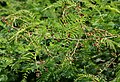 Acacia pennata di Lembah Ananthagiri, Rangareddy di Andhra Pradesh, India.