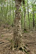 Acer pseudoplatanus in primeval forest at 1350 m, Ilijin do Opaljika Bijela gora in Montenegro.jpg