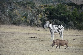 African warthog and a zebra.jpg