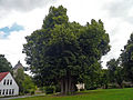 Monumentale winterlinde (12-Aposteln-Linde; trouwlocatie!) in de tuin van dit klooster