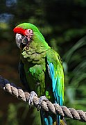 Guacamayo verde (Ara militaris)