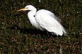 Egrets