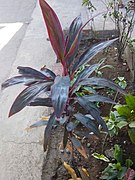 Pohon andong Cordyline fruticosa di Pilangsari, Kedawung, Cirebon