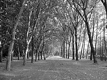 Bosque en Leiro, O Carballiño.jpg