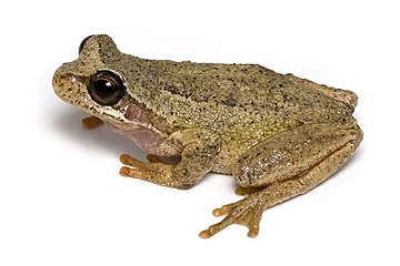 Southern brown tree frog