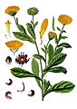 Calendula officinalis L.