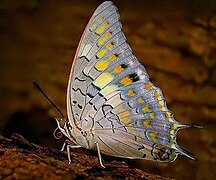 螯蛺蝶亞科的鎖龍螯蛺蝶 Charaxes solon