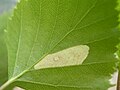 leaf mine of Coleophora serratella
