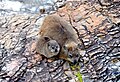 Rock hyrax