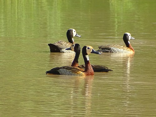 Dendrocygne veuf autour du complexe Pendjari.jpg around the Pendjari complex Photograph: AMADOU BAHLEMAN FARID