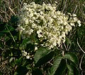 Elderberry flowers at Chalco Hills Recreation Area