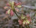 Eriogonum kelloggii