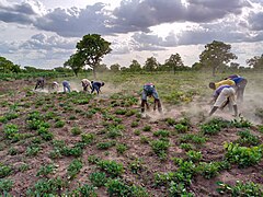 Farmers weeding.jpg