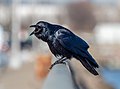 Image 28Fish crow cawing in Red Hook, Brooklyn