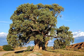 River red gum, Flinders Ranges National Park, Australia