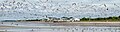 Image 5Huge flock of gulls just after they were spooked by something during a horseshoe crab feeding frenzy in Cape May, New Jersey