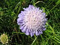 4. Pewsey, Südwestengland, Juli 2007 Knautia arvensis