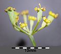 Umbellet, with fruits