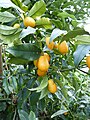 Kumquat ripened