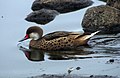 Adult; Santa Cruz, Galapagos